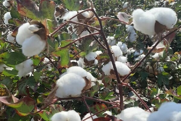 سقوط طلای سفیددرسرزمین مادری؛پنبه گلستان قربانی مکانیزاسیون ناکارآمد سقوط طلای سفیددرسرزمین مادری؛پنبه گلستان قربانی مکانیزاسیون ناکارآمد