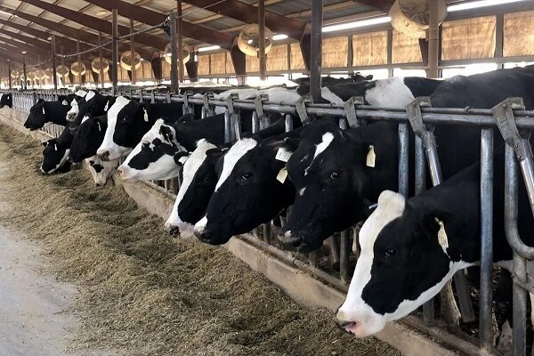 فتح بازار مگافارمهای ایران توسط یک شرکت دانش بنیان