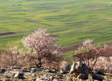 قصه کفتار راه راه در «سایدا»؛ پروژه‌ای که باعث سقوط کارگردان شد!