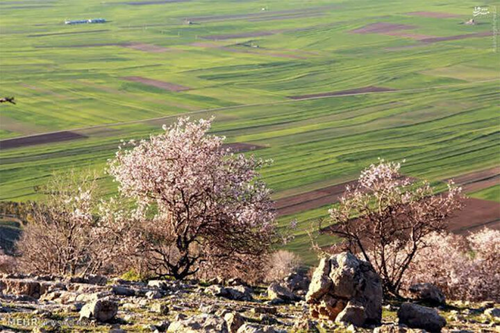 قصه کفتار راه راه در «سایدا»؛ پروژهای که باعث سقوط کارگردان شد!