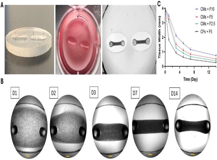 محقق ایرانی موفق به ابداع «بافت سه‌بعدی قلب» شد