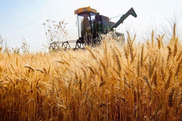 نرخ خرید تضمینی گندم بیش از ۴۰ هزار تومان خواهد بود