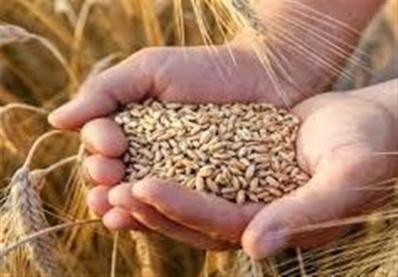 نرخ خرید تضمینی گندم بیشتر از 42هزار تومان است