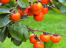 هستهای در کشاورزی ــ 81 |اثر فناوری هستهای در نگهداری «خرمالو»