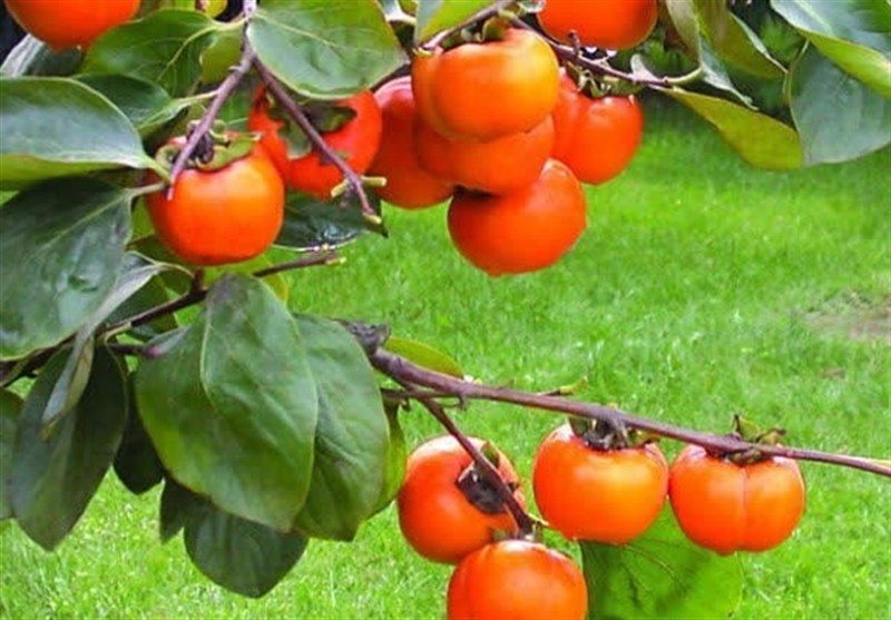 هستهای در کشاورزی ــ 81 |اثر فناوری هستهای در نگهداری «خرمالو»