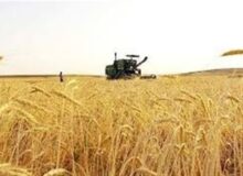 ورود آفت سن گندم به مزارع جنوب کشور