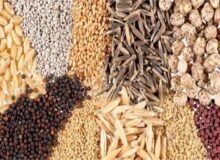 کرمانشاه رتبه چهارم فروش خوراک طیور کشور را کسب کرد