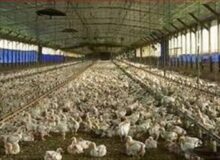 آغاز ارائه تسهیلات نقدی به تولیدکنندگان دام و طیور خرد از امروز