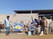 ارائه بیش از ۱۳۶ هزار خدمت رایگان دامپزشکی در سیستان و بلوچستان