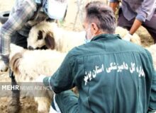 رهنما: حراست از سرمایه دامی استان بوشهر ادامه دارد