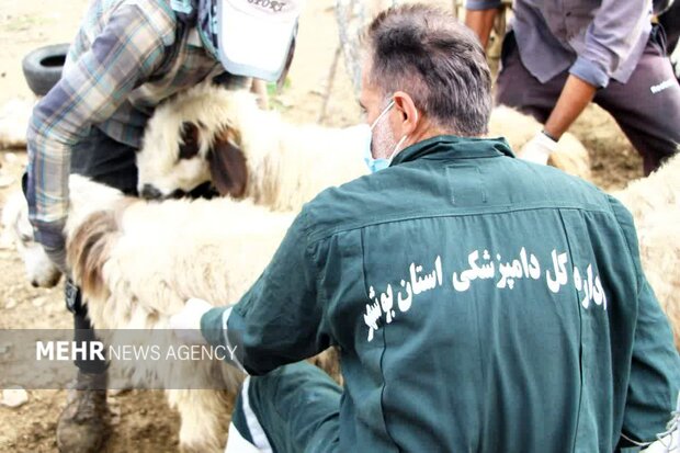 رهنما: حراست از سرمایه دامی استان بوشهر ادامه دارد