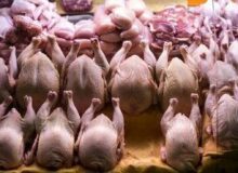 کشور همسایه به داد بازار مرغ ایران رسید