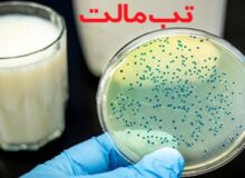 ابتلا به تب مالت در کرمانشاه ۳۴ درصد کاهش یافت