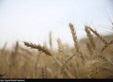 ارز واردات گندم دوباره 28500 تومان شد