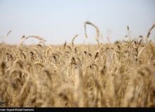 طرح اعتباری گندم برای کاهش فشار مالی گندمکاران اجرا شد