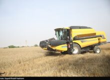قیمت گندم 5نرخی شد