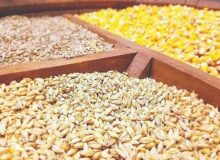 ببینید|واردات نهاده از آمریکا امنیت غذایی را تهدید می‌کند