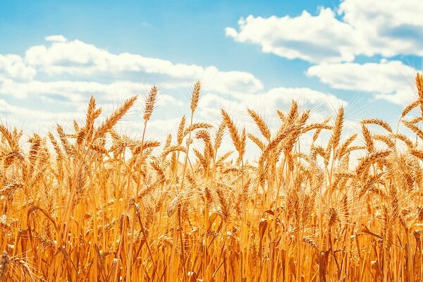 برداشت ۱۲۰۰۰ تن عدس از مزارع بیله‌سوار