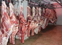 بیش از ۲۰۰ کیلوگرم گوشت غیرمجاز در کرمانشاه معدوم شد