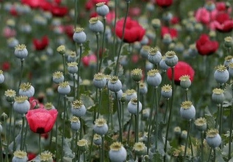 کشت خشخاش زیر ذرهبین دستگاه قضائی