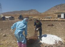 رئیس دامپزشکی دالاهو: علت تلفات دام‌های مشکوک در دست بررسی است