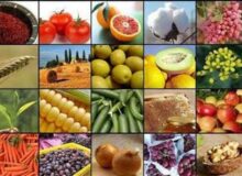 صادرات 15 محصول کشاورزی آزاد شد+ جدول