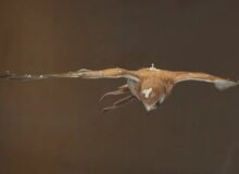 پهپاد یا شاهین؟ / پرنده‌هایی که از باد نمی‌ترسند