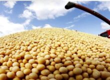 کاهش ۷.۴درصدی میانگین قیمت جهانی سویای صادراتی در ۲۰۲۵؛ سهم ایران از بازار جهانی چقدر است؟