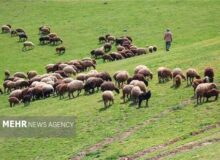 گوسفند بومی «زل» در بابل احیا میشود