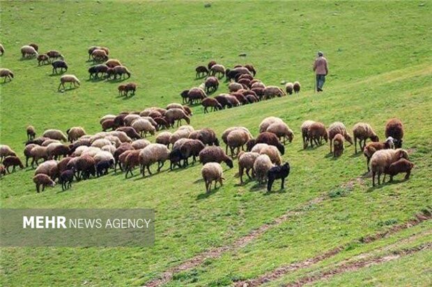 گوسفند بومی «زل» در بابل احیا میشود