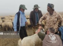 ارائه خدمات جهادی دامپزشکی به عشایر ایرندگان خاش