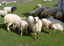 بازار گوشت گوسفندی زیر فشار هزینه های تولید؛ دامداران خواستار حمایت واقعی دولت هستند