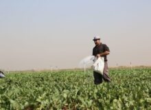 توزیع بیش از ۲۰ هزار تن کود در گلستان