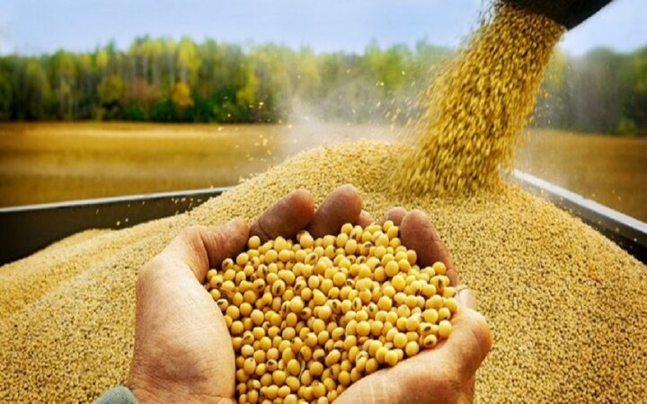 ثبت سفارش واردات پنج کنجاله از ۹ شهریورماه آغاز میشود