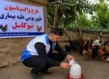 طیور بومی استان تهران علیه نیوکاسل رایگان واکسینه شدند