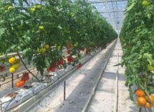 قطب گلخانه‌ای ایران در جنوب کرمان؛ ۵.۵ تن محصول روانه بازار می شود