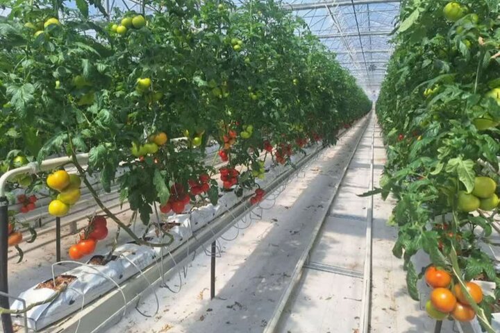 قطب گلخانه‌ای ایران در جنوب کرمان؛ ۵.۵ تن محصول روانه بازار می شود