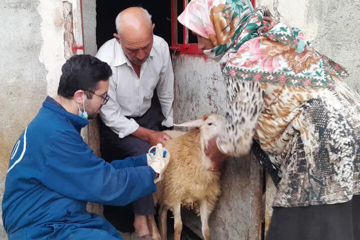 واکسیناسیون دام و سگ‌های گله در مراتع کوه دالانی نودشه