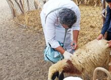 واکسیناسیون سه هزار و ۴۷۵ رأس دام سبک در دهستان چاهوک مهرستان