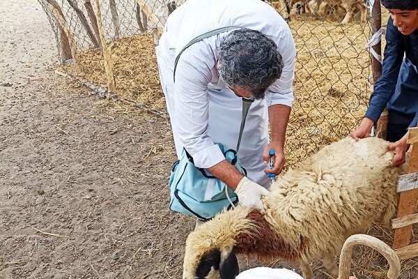 واکسیناسیون سه هزار و ۴۷۵ رأس دام سبک در دهستان چاهوک مهرستان
