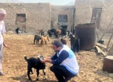 پایش سلامت دام‌ها در روستاهای شهرستان دیر
