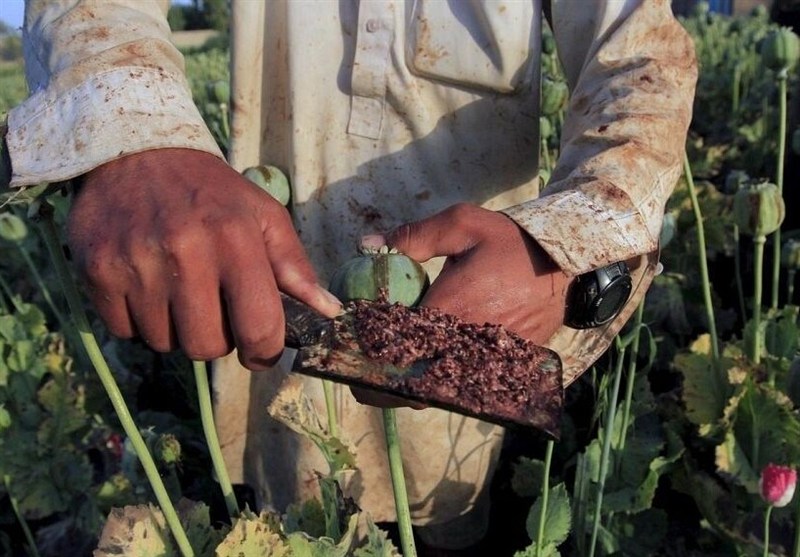 کشت شقایق الیفرا تصویب شده است