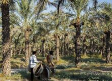 گچساران به استقبال خرمای مجول رفت؛ کشت در ۱۵۰۰ هکتار از نخلستان بلیسک