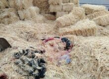 ۱۵۳۵ کیلوگرم فرآورده خام دامی غیر بهداشتی در برخوار معدوم‌ شد