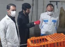 الزامات بهداشتی در کشتارگاه طیور اسلام‌آبادغرب رعایت شود