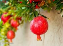 انار؛ میوه‌ای با خواص درمانی!