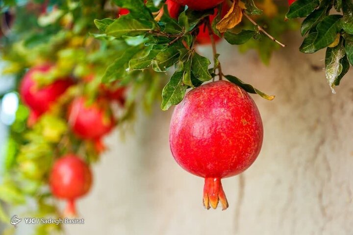 انار؛ میوه‌ای با خواص درمانی!