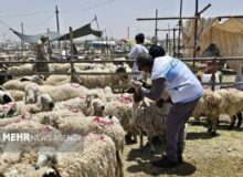 بهره‌مندی ۱۷ روستا از خدمات رایگان جهاد دامپزشکی در هفته دولت
