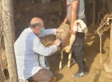 تأکید دادستان اشکذر بر تشدید نظارت برای مقابله با تب برفکی