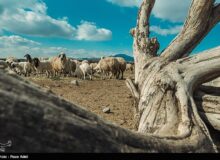 تداوم تولید گوشت و شیر در روستا و عشایر، در معرض یک پرسش جدی